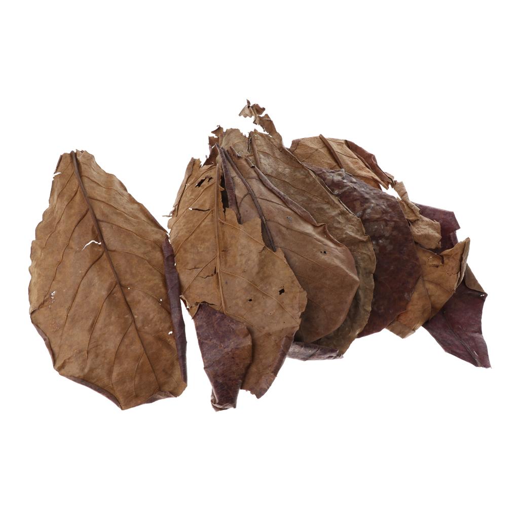 Fish Aquariums Indian Almond L - Betta Fish Tank 评论和价格