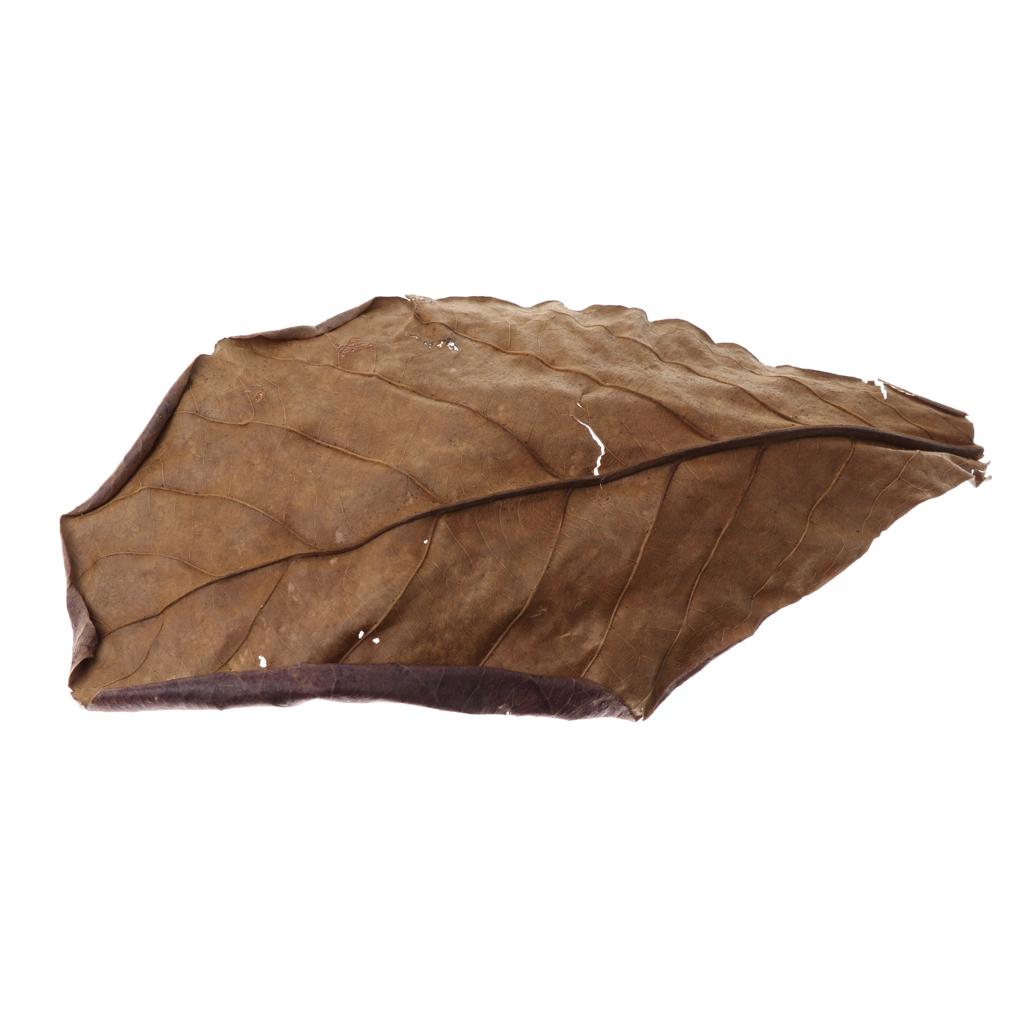 Fish Aquariums Indian Almond L - Betta Fish Tank 评论和价格